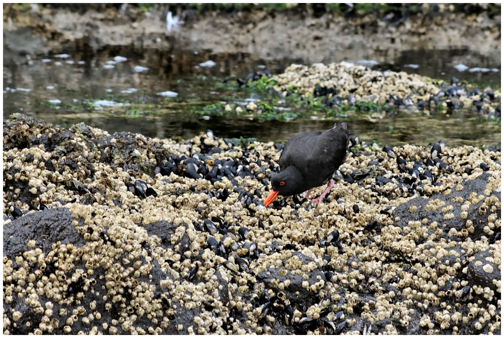 02 - Akaroa (13) - Oystercatcher.jpg